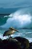 Pelican - iPhone